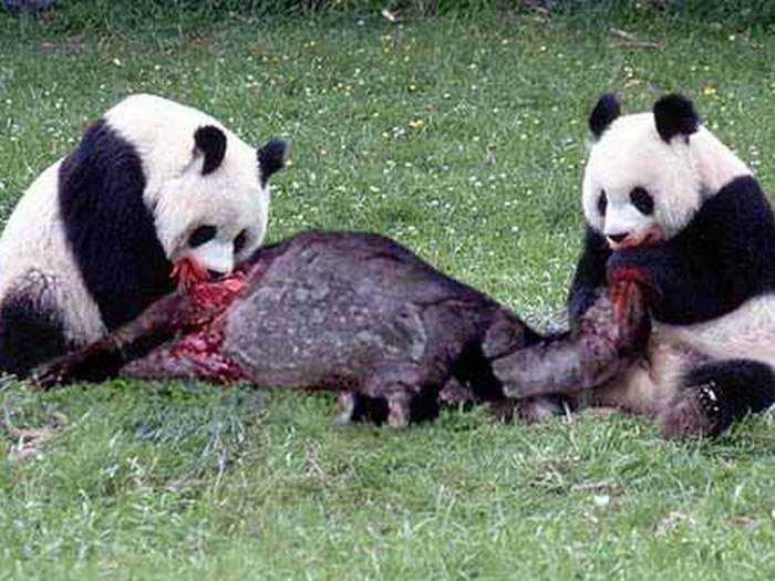 Кого съела Panda 4.0 и как защититься от этого зверя